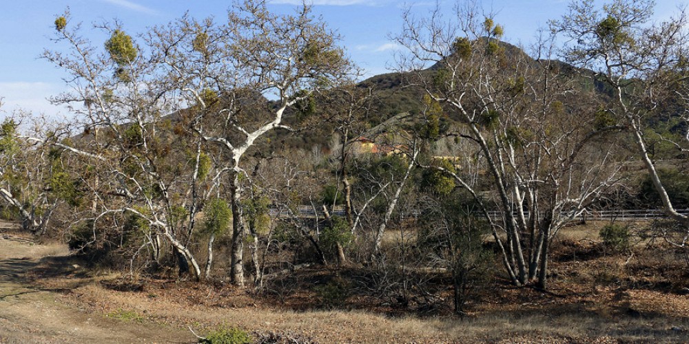 31625 Lobo Canyon Road, Agoura, CA 91301