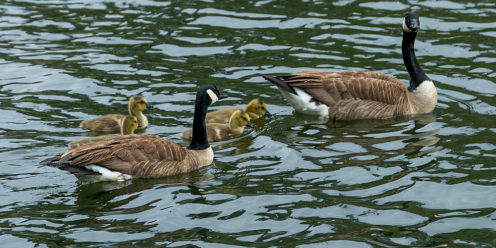 29085 Lake Vista, Agoura, CA 91301