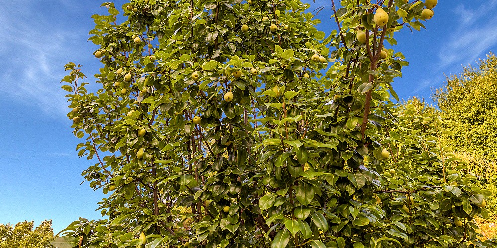 2490 Montecito Ave, Westlake Village, CA 91362