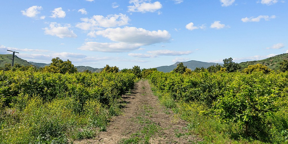 5682 Pine Grove Road, Santa Paula, CA 93060