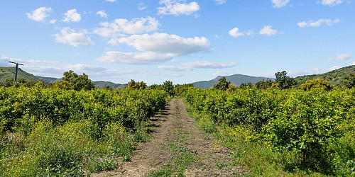 5682 Pine Grove Road, Santa Paula, CA 93060