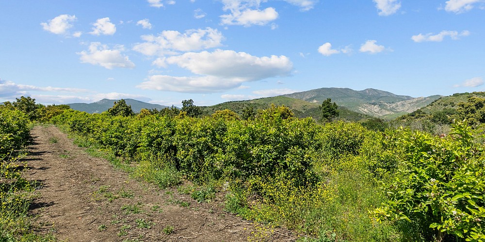 5682 Pine Grove Road, Santa Paula, CA 93060