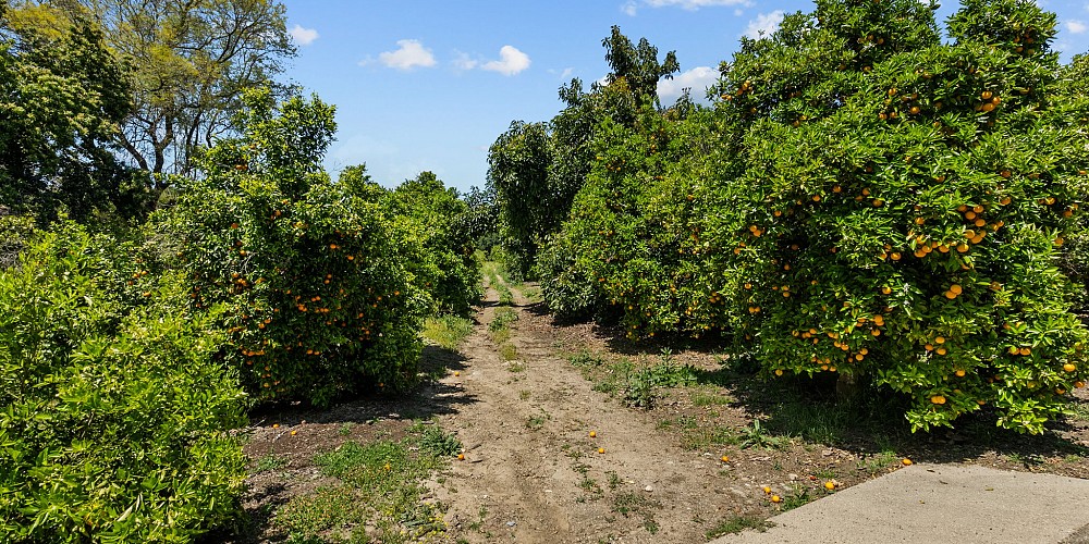 5682 Pine Grove Road, Santa Paula, CA 93060