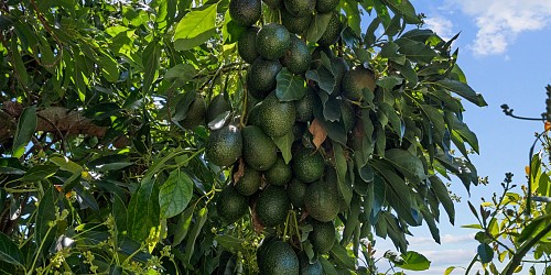 5682 Pine Grove Road, Santa Paula, CA 93060