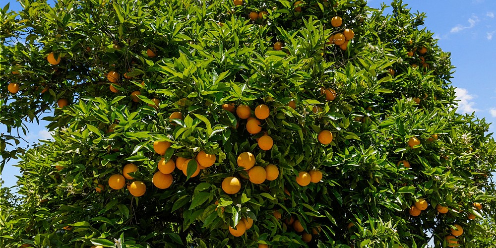 5682 Pine Grove Road, Santa Paula, CA 93060