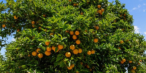 5682 Pine Grove Road, Santa Paula, CA 93060