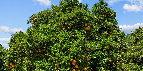 5682 Pine Grove Road, Santa Paula, CA 93060