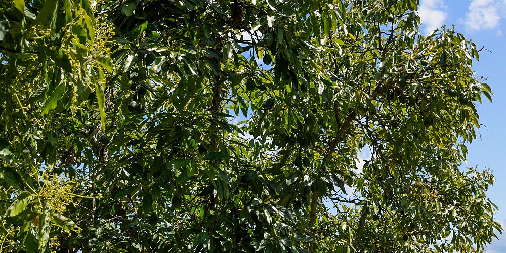 5682 Pine Grove Road, Santa Paula, CA 93060