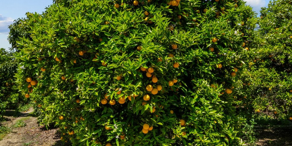 5682 Pine Grove Road, Santa Paula, CA 93060