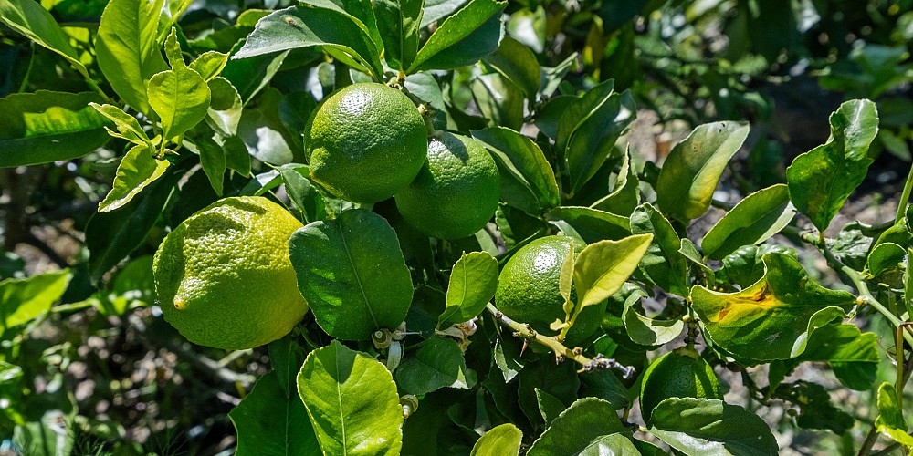 5682 Pine Grove Road, Santa Paula, CA 93060