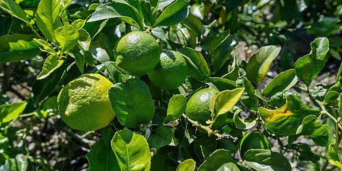 5682 Pine Grove Road, Santa Paula, CA 93060