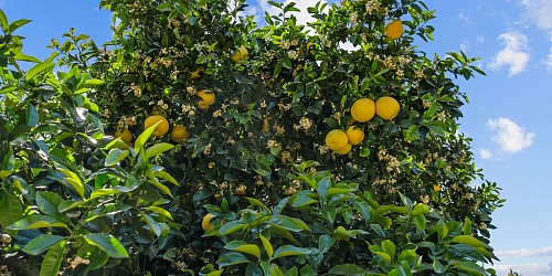 5682 Pine Grove Road, Santa Paula, CA 93060