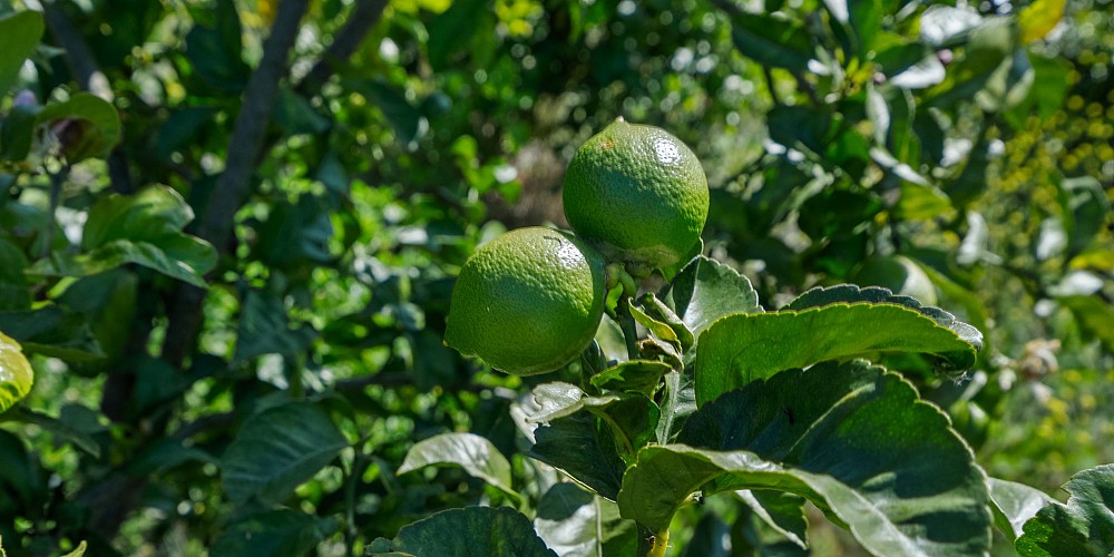 5682 Pine Grove Road, Santa Paula, CA 93060