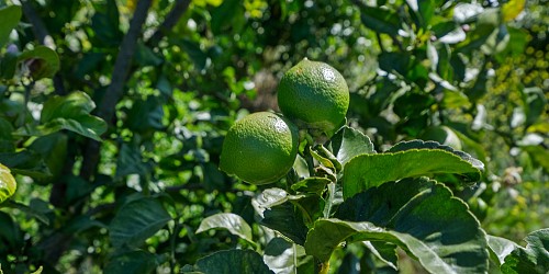 5682 Pine Grove Road, Santa Paula, CA 93060