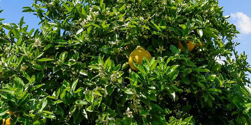 5682 Pine Grove Road, Santa Paula, CA 93060