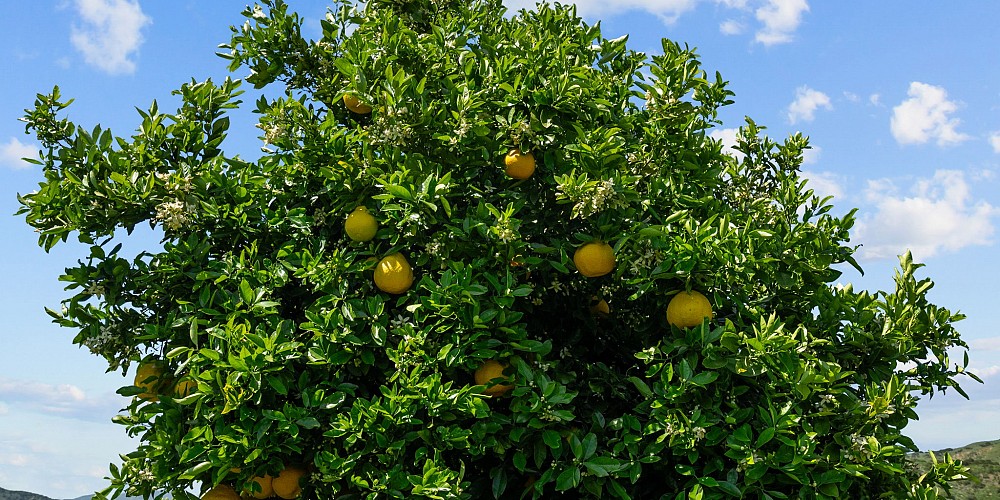 5682 Pine Grove Road, Santa Paula, CA 93060