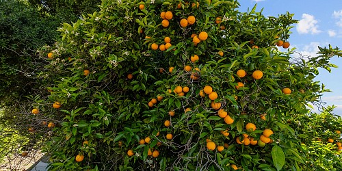 5682 Pine Grove Road, Santa Paula, CA 93060