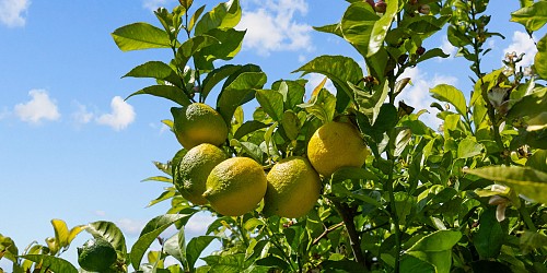 5682 Pine Grove Road, Santa Paula, CA 93060