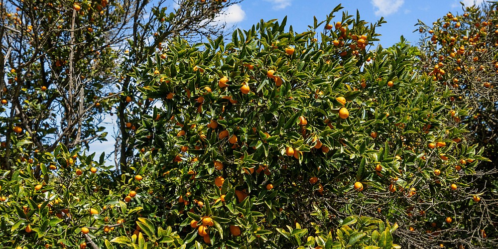 5682 Pine Grove Road, Santa Paula, CA 93060