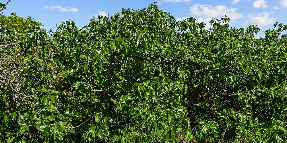 5682 Pine Grove Road, Santa Paula, CA 93060