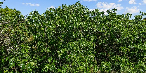 5682 Pine Grove Road, Santa Paula, CA 93060