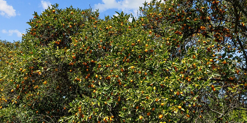 5682 Pine Grove Road, Santa Paula, CA 93060