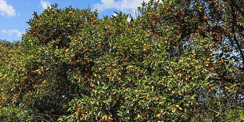 5682 Pine Grove Road, Santa Paula, CA 93060